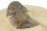 Paralejurus Trilobite Fossil - Foum Zguid, Morocco #204223-3